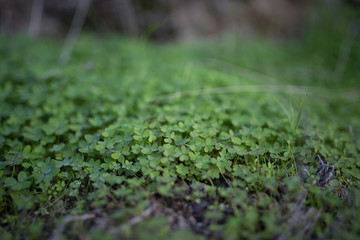 Beautiful green clovers with bokeh