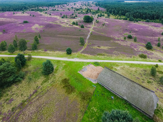 Heath Blossom