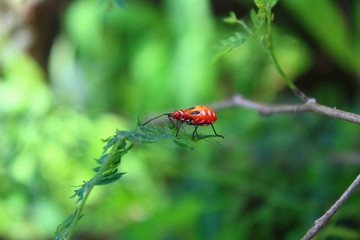 Orange pests on green leaves