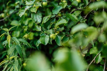 Green apple tree in summer