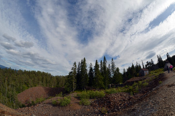 Obraz premium Forest on a summer day in Central Norway