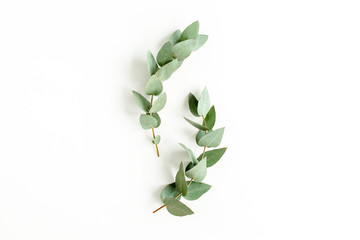 Pattern made of eucalyptus branches and leaves on white background. Flat lay, top view. floral concept