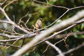 Daurian Redstart's females are more sober than males, but they have white spots on their wings.