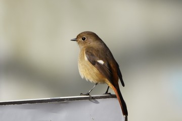 Daurian Redstart's females are more sober than males, but they have white spots on their wings.