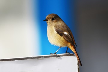 Daurian Redstart's females are more sober than males, but they have white spots on their wings.