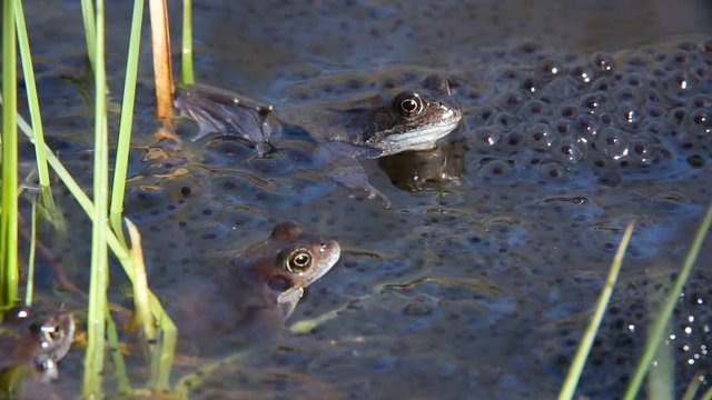 European common frogs (Rana temporaria) floating among frogspawn in pond