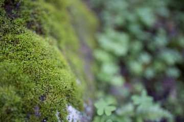 Beautiful green moss with bokeh