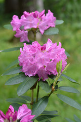 Pontic rhododendron