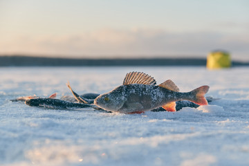 The perch caught in the winter lies on ice.