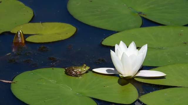 Edible frog sitting on floating leaf of white water liliy in pond