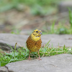 Male yellowhammer (Emberiza citrinella) in spring plumage.