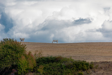 paisaje con caballo