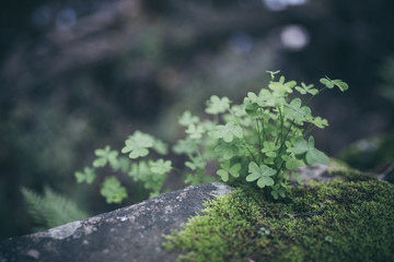 Beautiful green clovers with bokeh