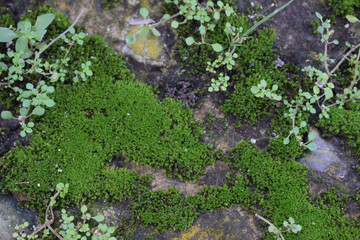 green moss (Bryophyta)