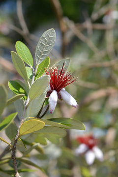 Feijoa Flowers