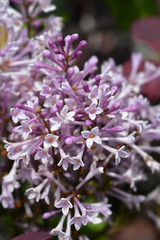 Lilac Minuet