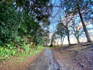 森に進むは泥濘の