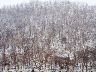 Trees on a slope without any leaves in winter, snow falling in the foreground, a sense of cold winter is being captured
