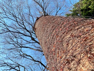 塔に張り付きし枯れ蔦