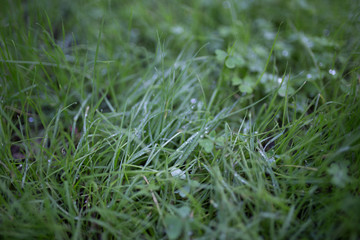 Beautiful green grass with water droplets and bokeh