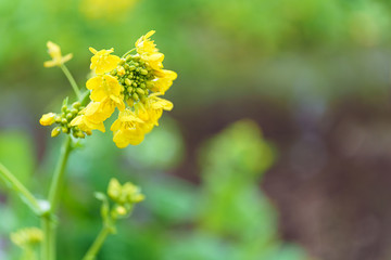 菜の花