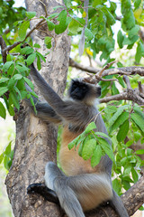 Fototapeta premium Foothills of Anjaneya Hills