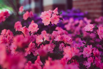 Fototapeta premium Beautiful pink flowers with bokeh