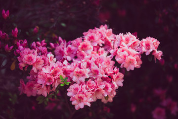 Beautiful pink flowers with bokeh