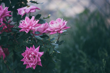 Beautiful pink flowers with bokeh