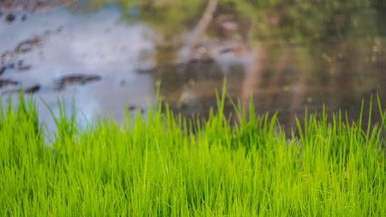 Young rice plants in paddy fields that are still runny.