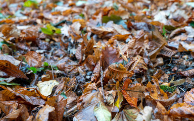 Feuilles