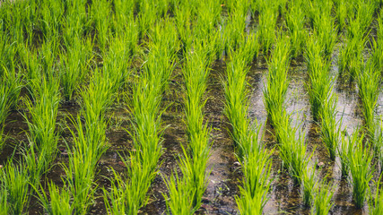 Young rice plants in paddy fields that are still runny.