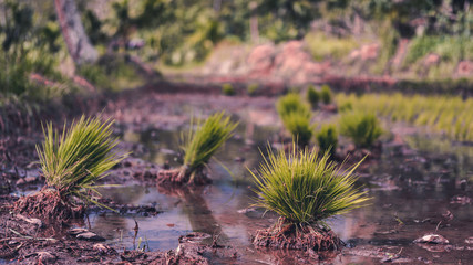 Young rice plants in paddy fields that are still runny.