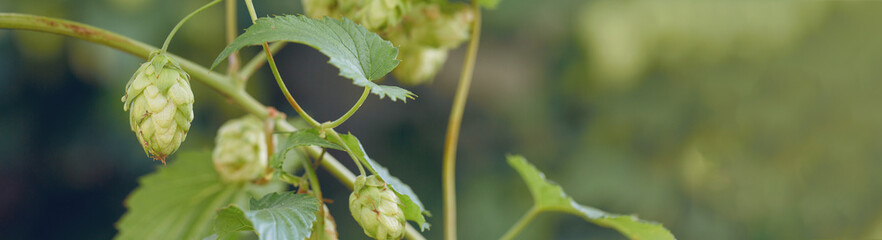 Cones of hops in a basket for making natural fresh beer, concept of brewing. Beautiful panoramic...