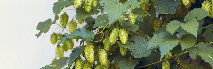 Cones of hops in a basket for making natural fresh beer, concept of brewing. Beautiful panoramic...