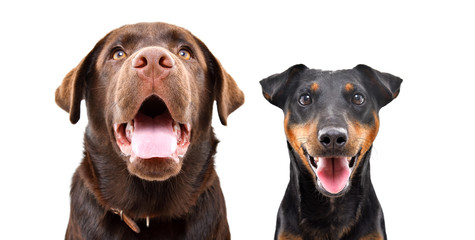 Portrait of a Labrador and Jagdterrier together isolated on a white background