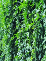 background of green leaves