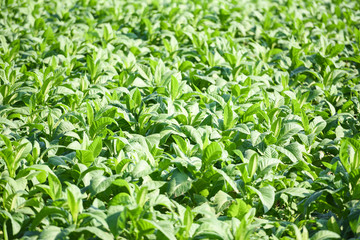 Fototapeta na wymiar young green tobacco leaves plantation in the tobacco field background - Tobacco leaf plant growing in the farm agriculture in asian