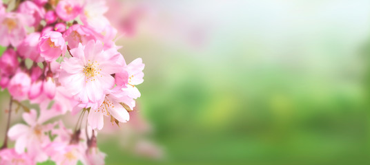 Fototapeta na wymiar Pink cherry tree blossom flowers blooming in springtime against a natural sunny blurred garden banner background of green and white bokeh.