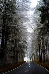 road in forest