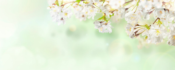 Naklejka na ściany i meble White cherry tree blossom flowers blooming in springtime against a natural sunny blurred garden banner background of pale green and white bokeh.