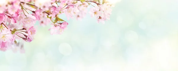 Tuinposter Roze kersenboom bloesem bloemen bloeien in de lente, Pasen en Moederdag, tegen een natuurlijke zonnige wazige tuin banner achtergrond van lichtblauwe en witte bokeh. © Duncan Andison