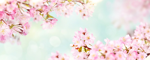 Fototapety  Różowy kwiat wiśni kwiaty kwitnące wiosną, w czasie Wielkanocy i dzień matki, przed naturalnym słonecznym niewyraźne tło transparent ogród z bladoniebieskim i białym bokeh.