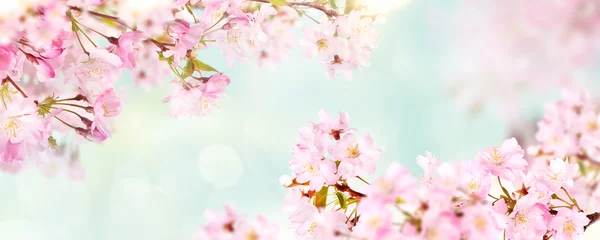 Foto op Plexiglas Roze kersenboom bloesem bloemen bloeien in de lente, Pasen en Moederdag, tegen een natuurlijke zonnige wazig tuin banner achtergrond van lichtblauwe en witte bokeh. © Duncan Andison