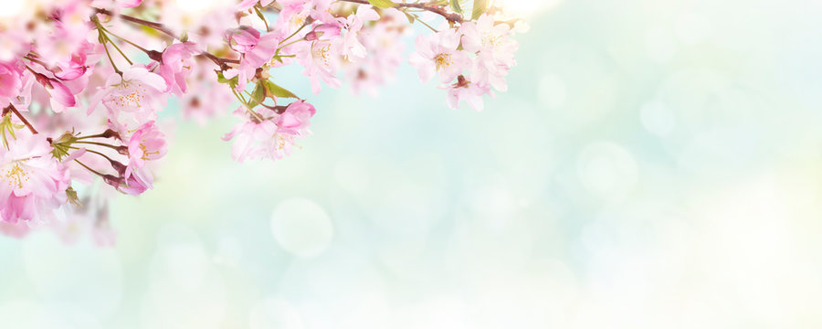 Pink cherry tree blossom flowers blooming in spring, Easter Time and mothers day, against a natural sunny blurred garden banner background of pale blue and white bokeh.