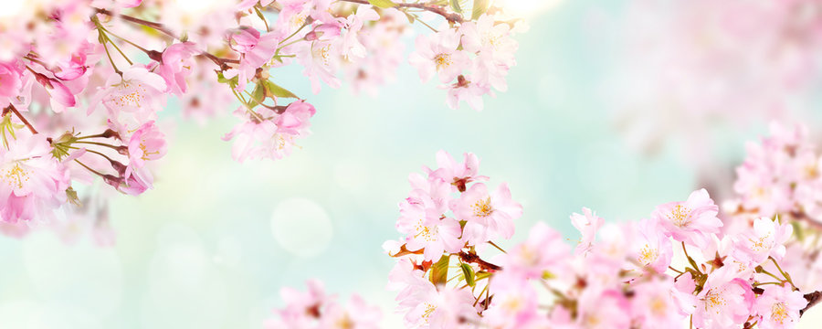 Pink cherry tree blossom flowers blooming in spring, Easter time and Mothers day, against a natural sunny blurred garden banner background of pale blue and white bokeh.