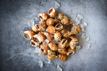 Babylonia areolata shellfish seafood on ice ready for eat or cooked - Spotted babylon Sea shell limpet