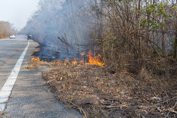 fire in the forest