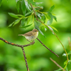 Common Chiffchaff (Phylloscopus collybita) perched on a branch