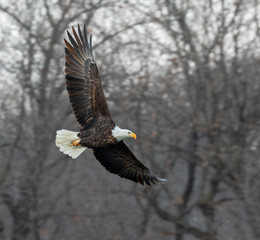 Bald eagle (Haliaeetus leucocephalus) adult flying through winter forest, Saylorville, Iowa, USA